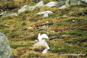 gren_9z (Copy)